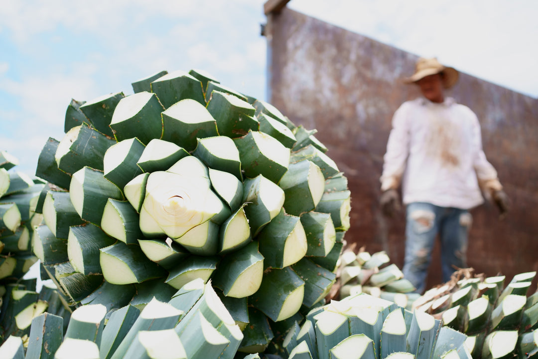 How Tequila is Made and Other FAQs About Your Favorite Spirit